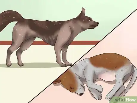 Image intitulée Treat Worms in Dogs Step 5