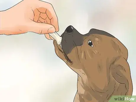 Image intitulée Rehabilitate an Overly Shy Dog Step 12