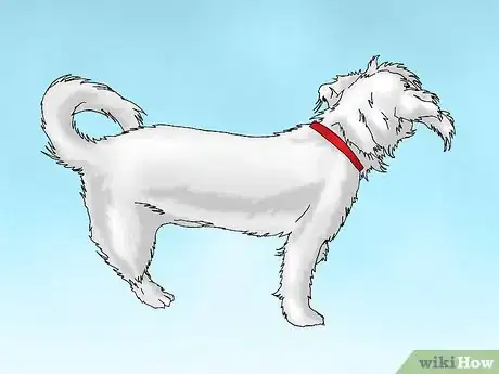 Image intitulée Care for a Dog with a Torn ACL Step 3