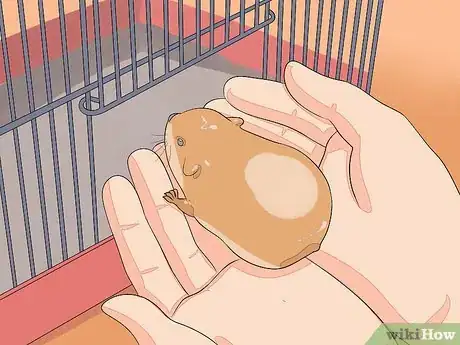 Image intitulée Hold a Hamster Step 9
