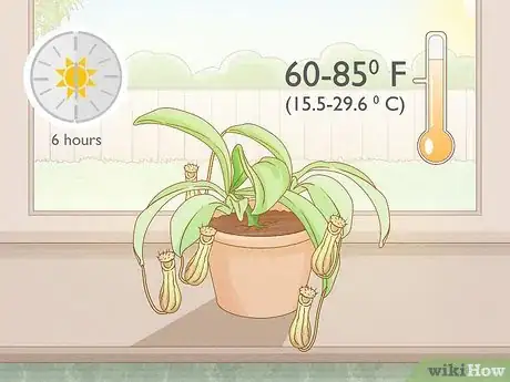Image intitulée Grow Pitcher Plants Step 3