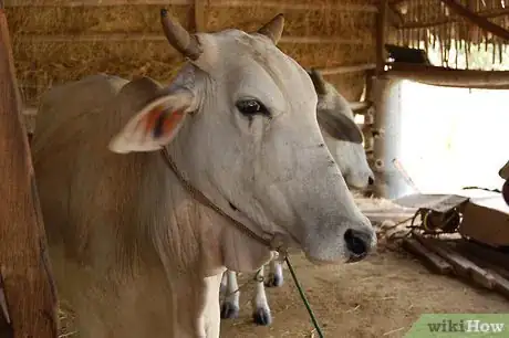Image intitulée Care for Cattle Step 4