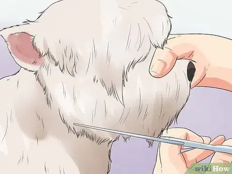 Image intitulée Groom a Westie Step 9