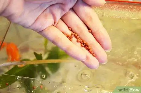 Image intitulée Make a Goldfish Live for Decades Step 7