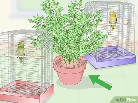 Image intitulée Set Up a Parrotlet Cage Step 11