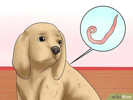 Image intitulée Diagnose Hookworms in Dogs Step 3