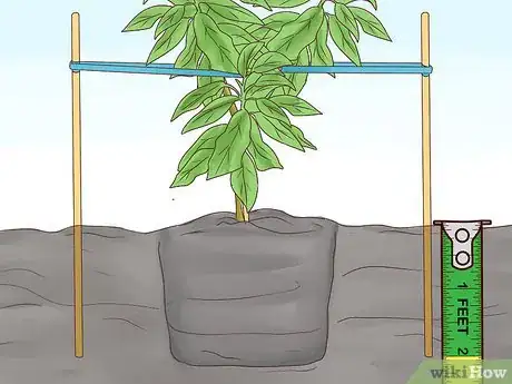 Image intitulée Grow Cherries Step 14