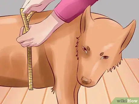 Image intitulée Treat Arthritis in Dogs Step 1
