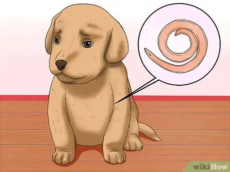 Image intitulée Diagnose Hookworms in Dogs Step 6