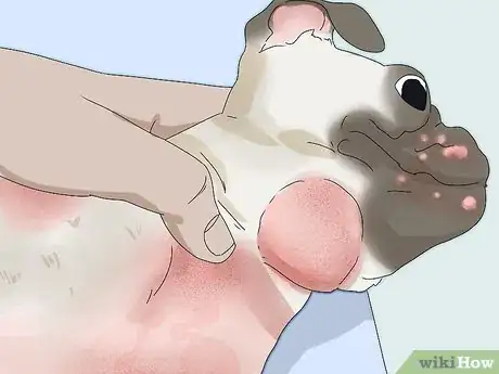 Image intitulée Treat Folliculitis in Dogs Step 1