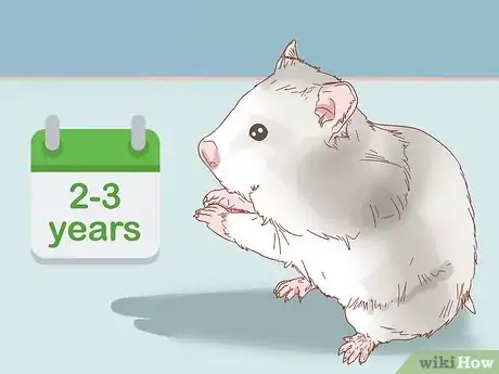 Image intitulée Care for Syrian Hamsters Step 7