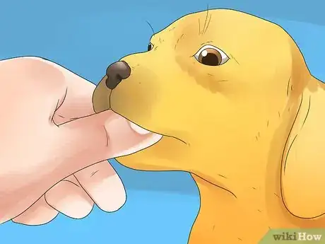 Image intitulée Tell if Your Dog Is Deaf Step 2