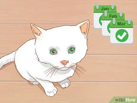 Image intitulée Know if a Kitten Is Old Enough to Neuter or Spay Step 1