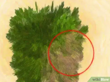 Image intitulée Plant Juniper Step 18