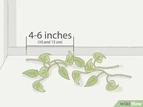 Image intitulée Grow Philodendron from Cuttings Step 5