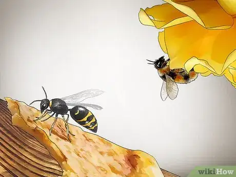Image intitulée Identify Wasps Step 10