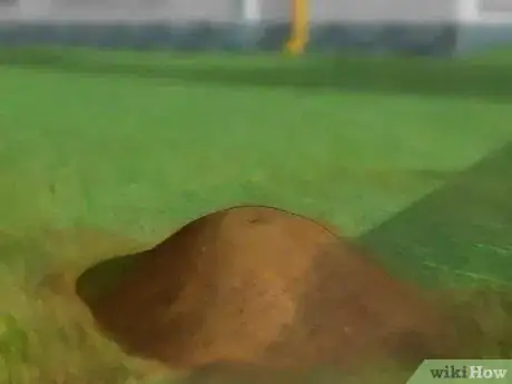 Image intitulée Catch a Queen Ant Step 2