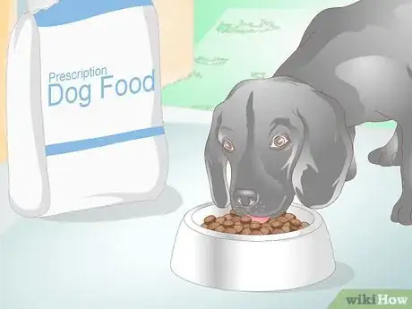 Image intitulée Prevent UTI in Dogs Step 5