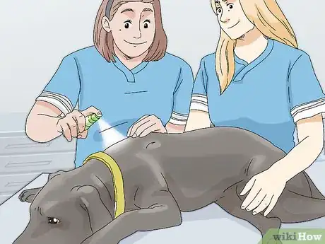 Image intitulée Treat Folliculitis in Dogs Step 6