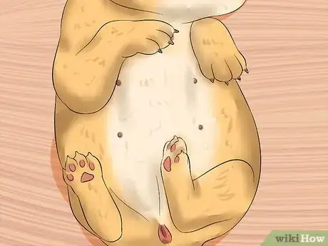 Image intitulée Determine the Sex of Puppies Step 10