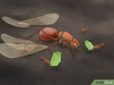 Image intitulée Catch a Queen Ant Step 4
