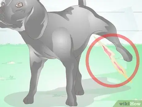 Image intitulée Prevent UTI in Dogs Step 7