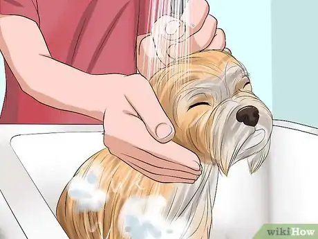 Image intitulée Bathe a Shih Tzu Puppy Step 9