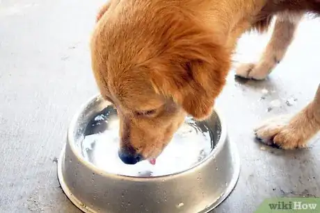 Image intitulée Identify a False Pregnancy in Dogs Step 5