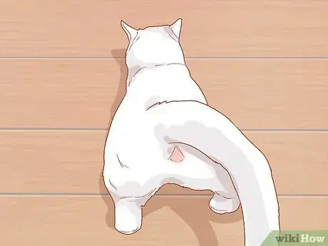 Image intitulée Know if a Kitten Is Old Enough to Neuter or Spay Step 2