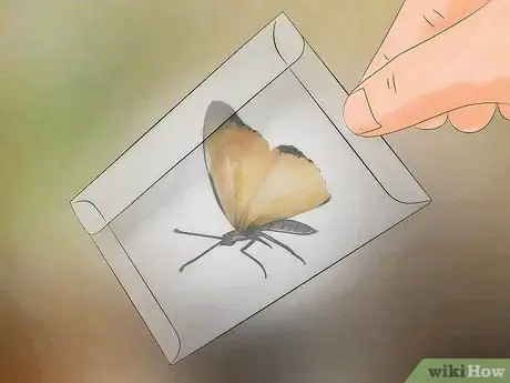 Image intitulée Catch Butterflies Step 8