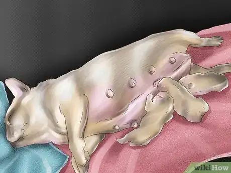 Image intitulée Breed French Bulldogs Step 10