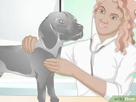 Image intitulée Prevent UTI in Dogs Step 9