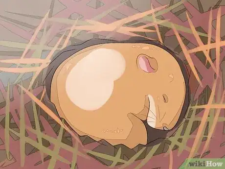 Image intitulée Hold a Hamster Step 4