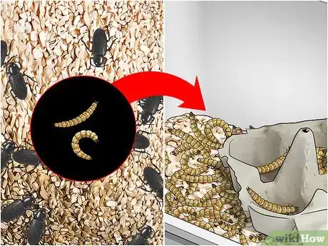 Image intitulée Raise Mealworms Step 14