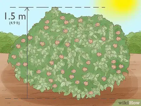 Image intitulée Grow Lantana Plants Step 6