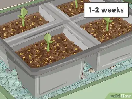 Image intitulée Plant Desert Rose Seeds Step 14