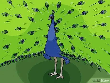 Image intitulée Draw an Exotic Peacock Step 9