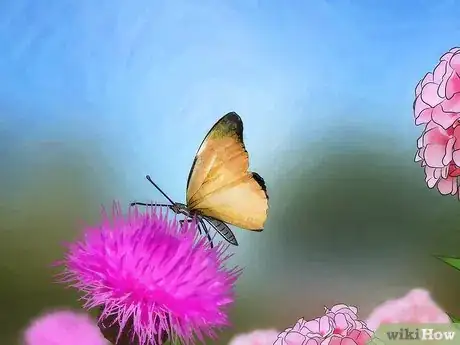 Image intitulée Catch Butterflies Step 3