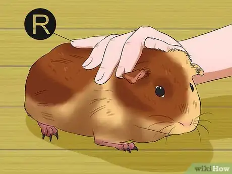 Image intitulée Pick Up a Guinea Pig Step 2