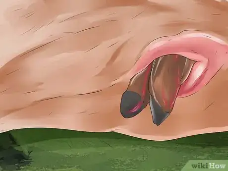 Image intitulée Tell if a Cow or Heifer Is About to Give Birth Step 12