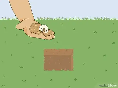 Image intitulée Bring Back Dead Grass Step 1
