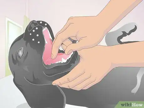 Image intitulée Perform CPR on a Dog Step 4
