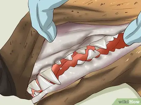 Image intitulée Treat Worms in Dogs Step 8