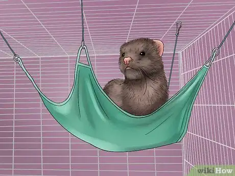 Image intitulée Care for a Ferret Step 16