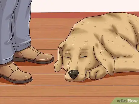 Image intitulée Diagnose Hookworms in Dogs Step 2