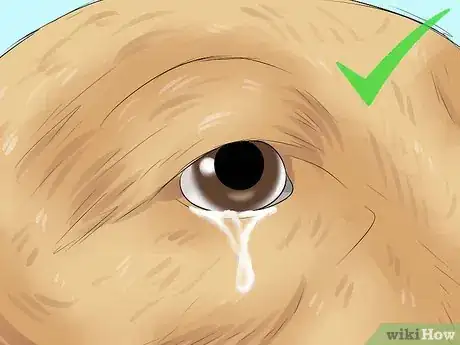 Image intitulée Prevent Tear Staining in Dogs Step 8