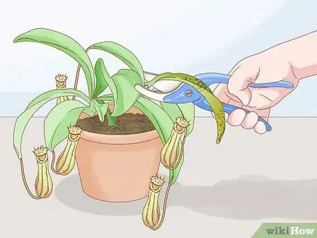 Image intitulée Grow Pitcher Plants Step 9
