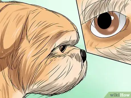 Image intitulée Prevent Tear Staining in Dogs Step 7