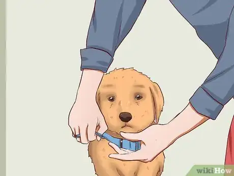 Image intitulée Train Puppies Step 18