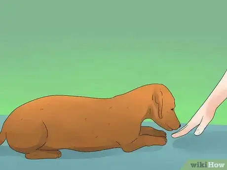 Image intitulée Tell if Your Dog Is Deaf Step 3